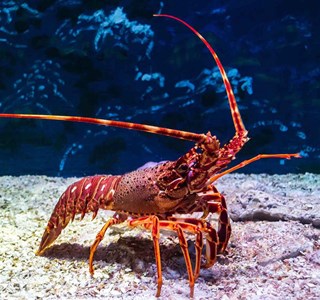 Business Succession Lessons From A Crayfish