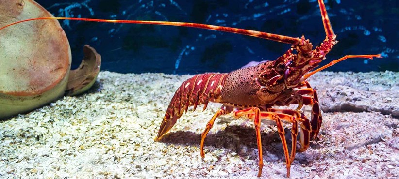Business Succession Lessons From A Crayfish